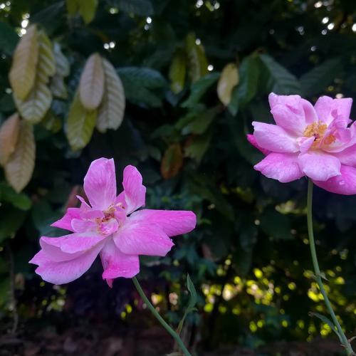 The flowers in my garden