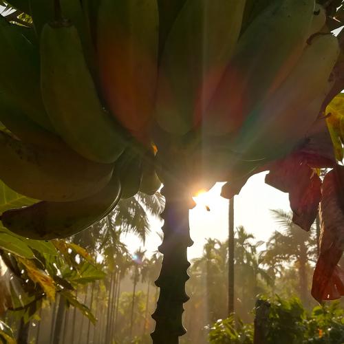 The Bananas and the sun