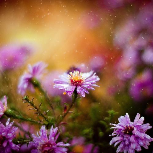 Symphyotrichum novi-belgii
