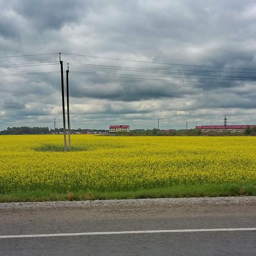 Сурепка цветет