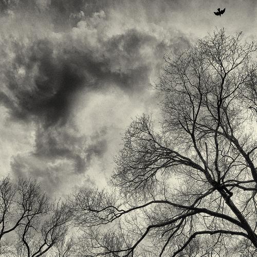 Shivering trees