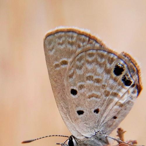 Butterfly in garden