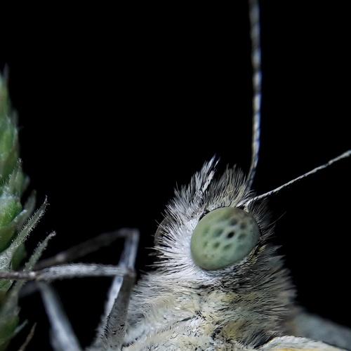 Butterfly in night