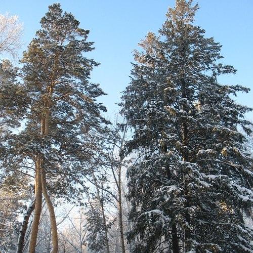 Белый танец: сосны приглашают кедры!