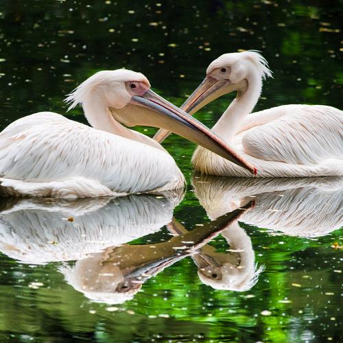 Lovely Couple