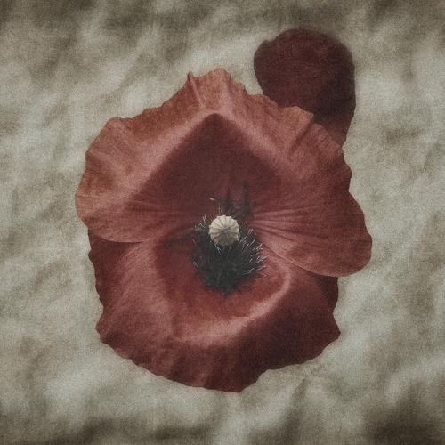 Poppy