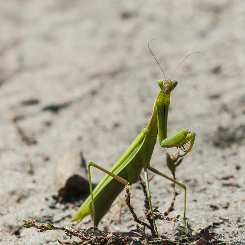 Photo #3055145