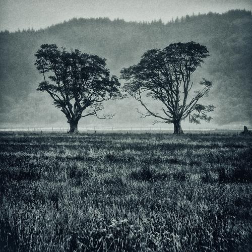 Two Trees