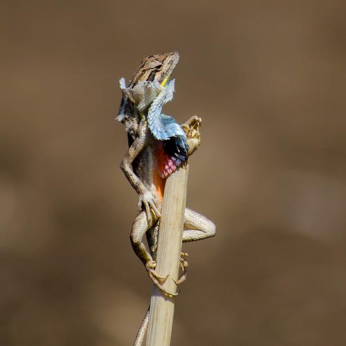 Fan Throated Lizard Skin Moulting.