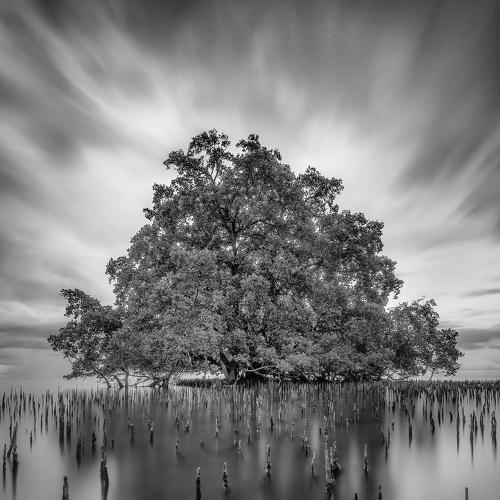 Salt water tree