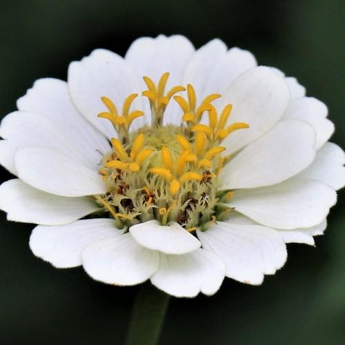White Petals