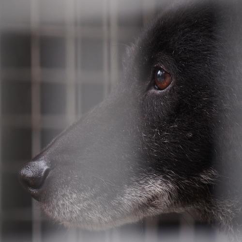 Roki (dog) from animal shelter