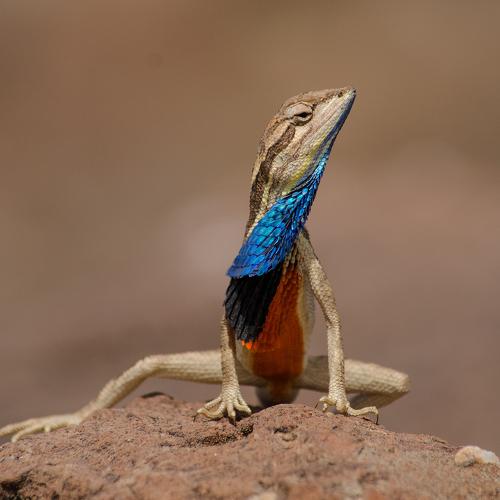 Romeo Of The Grasslands (Fan Throated Lizard)