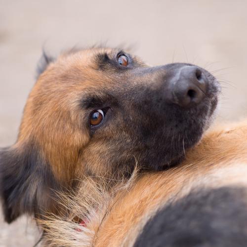 Dog from animal shelter