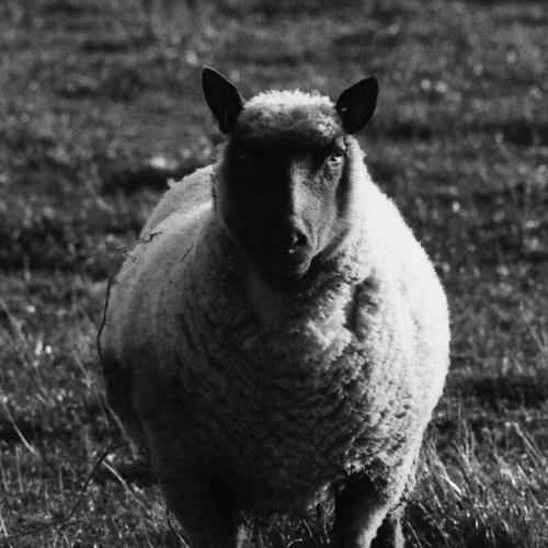 Sheep the killer