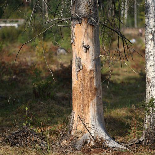 Photo #3058061