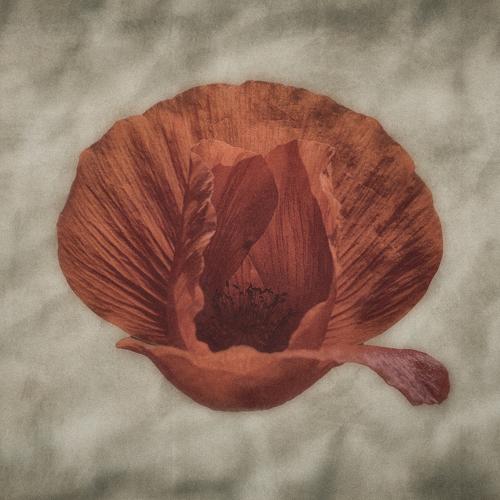 Poppy I