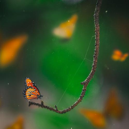 the butterfly