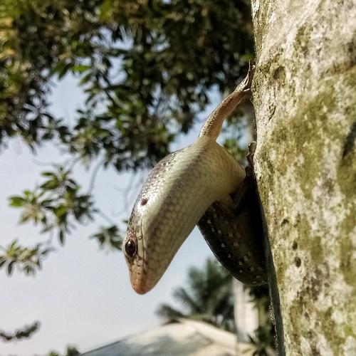 Urban lizard...... warming up.........