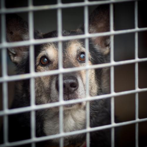 Dog in animal shelter