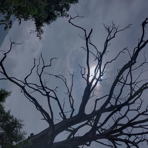 Moon light
