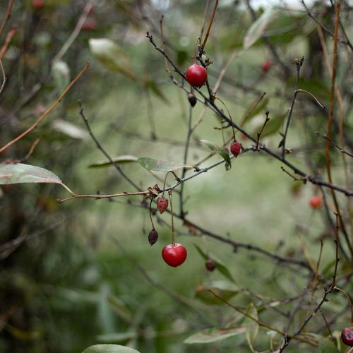 Photo #3061415