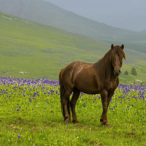 Photo #3061510