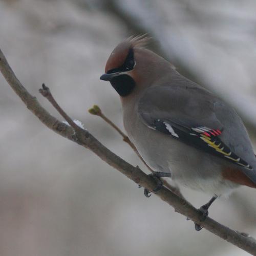 Photo #3061799