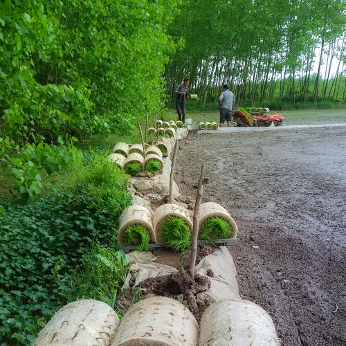 Rice work
