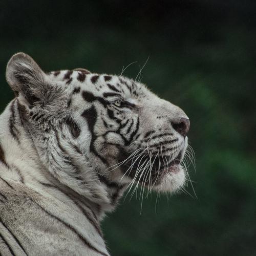 Majestic