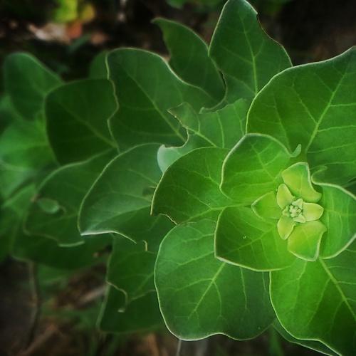 Green leaves