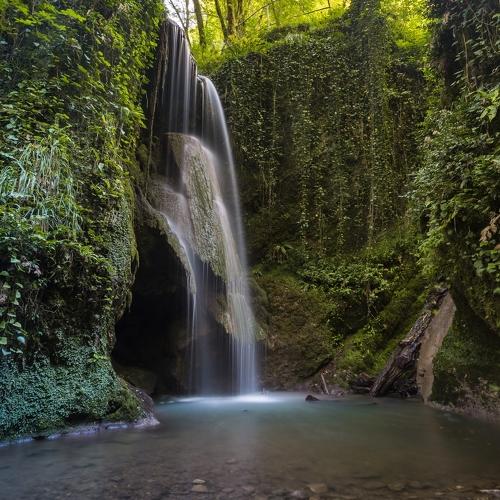 Лесной великан в ожидании весны