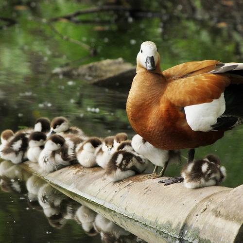 Family walking (Семейная прогулка)