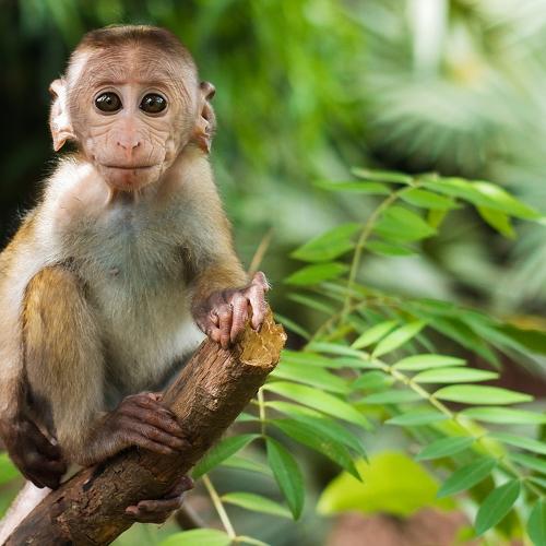 Monkey chield