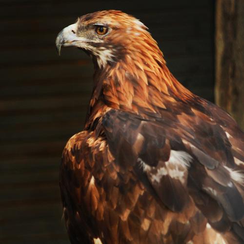 степной орел(tawny eagle)