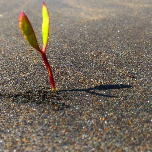 Sprout