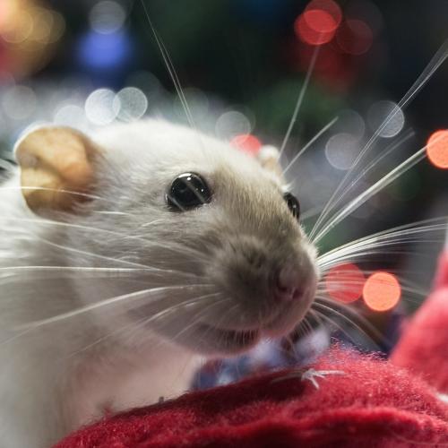Photo #3064786