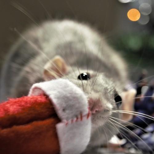Photo #3064789