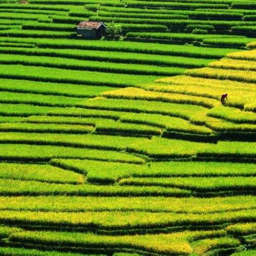 Rice Terraces