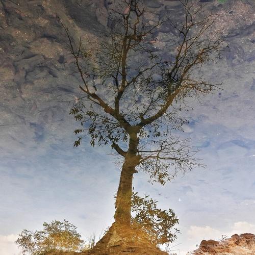 Tree image on water.