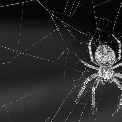 Spider