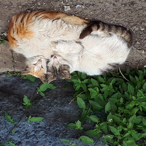 Photo #3068143