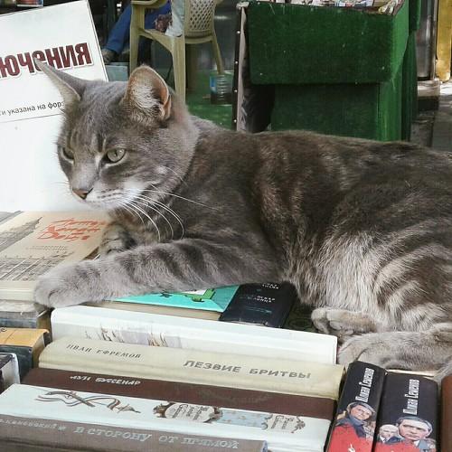 Котики, книги, приключения