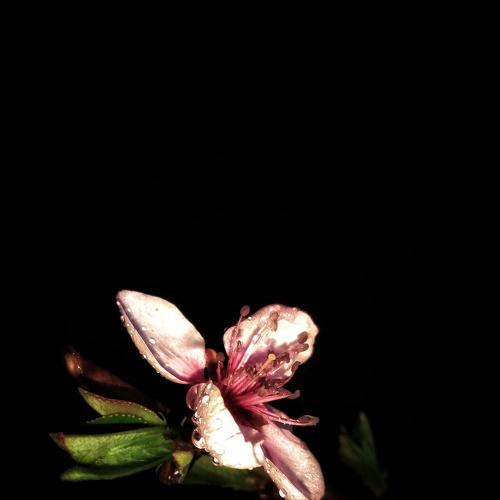 Peach Flower