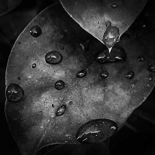 Watery leaf theme