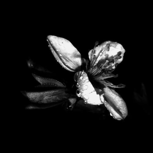 BW Peach Flower