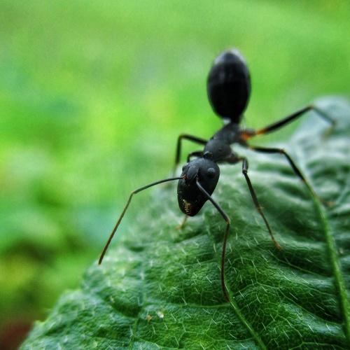 Rainy....... Black ant.....