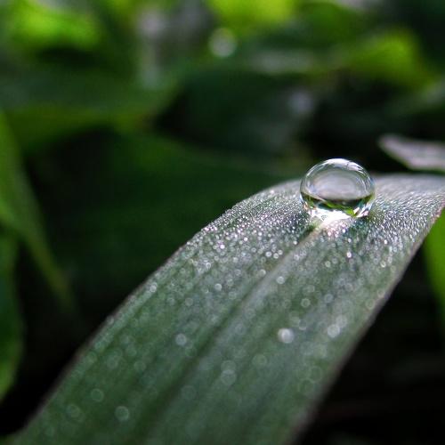 Dewdrop on green grass......