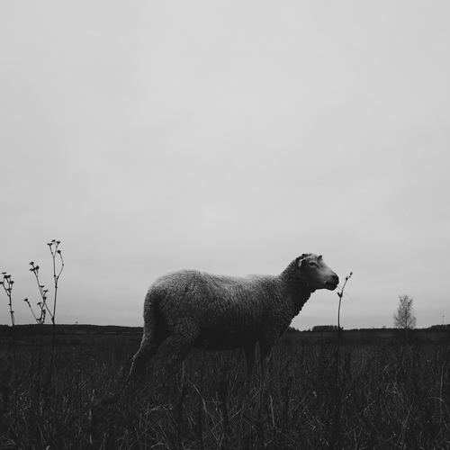 Охота на овец