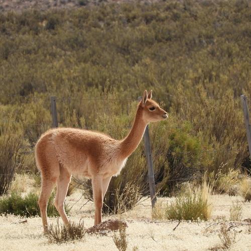 Vicuña